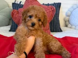 Özel Irk Hattina Sahi̇p Poodle Yavrulari