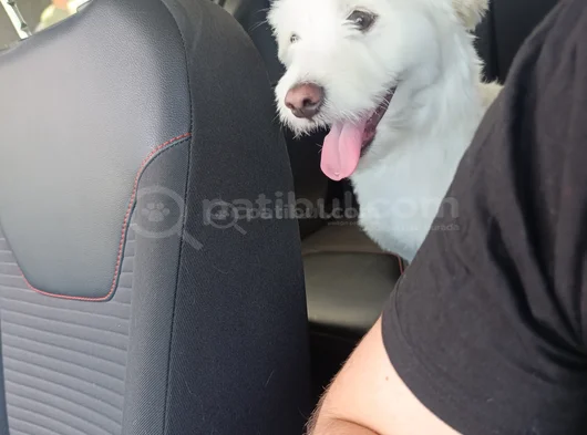 Paşayi Sahiplendiriyorum görsel