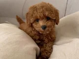 Toy Poodle