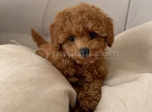 Toy Poodle görsel