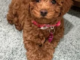 Toy Poodle