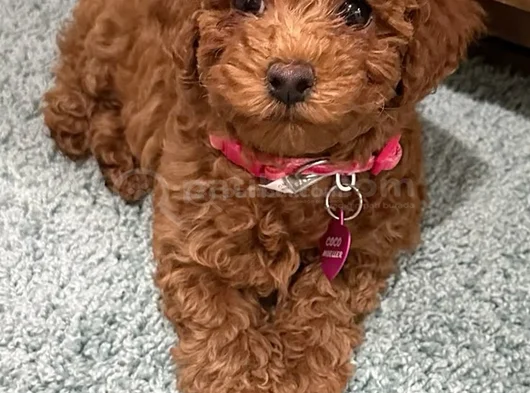 Toy Poodle görsel