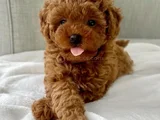 TOY POODLE