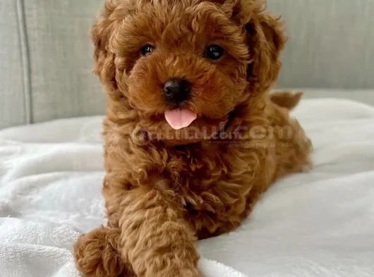 Toy Poodle