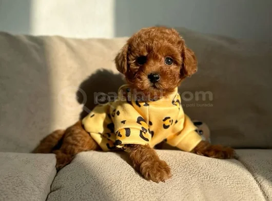 Toy Poodle görsel