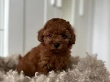 Toy Poodle