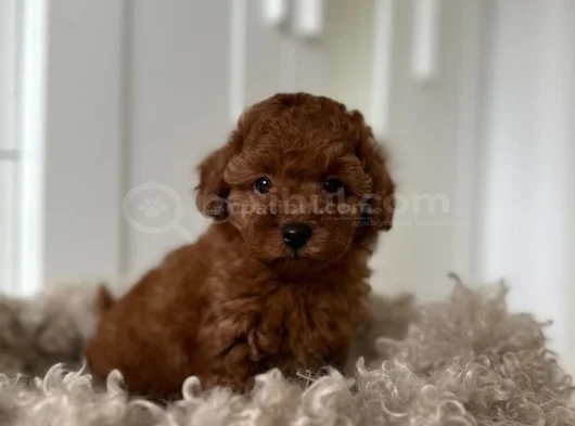 Toy Poodle görsel