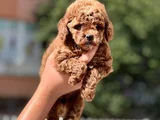 Toy Poodle Bebekleri̇mi̇z Hazir
