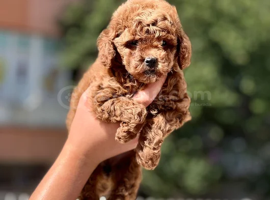 Toy Poodle Bebekleri̇mi̇z Hazir görsel
