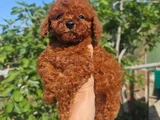 Toy Poodle Bebekleri̇mi̇z Hazir