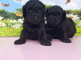 siyahın en güzel hali toy poodle