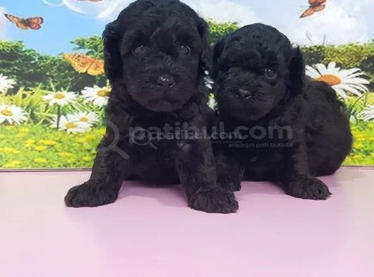 Siyahın En Güzel Hali Toy Poodle