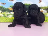 Siyahın En Güzel Hali Toy Poodle