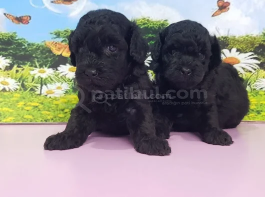 Siyahın En Güzel Hali Toy Poodle görsel