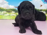 Siyahın En Güzel Hali Toy Poodle