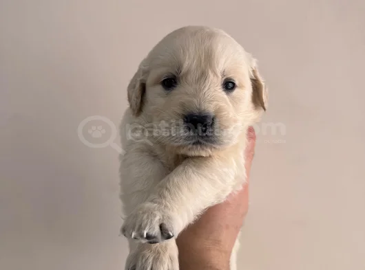 Baby Face Golden Yavrularimiz görsel