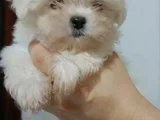 GERÇEK TEAC UP MALTESE TERİİER BEBEK