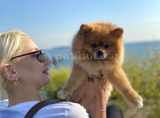 1 Yaşında Erkek Pomerian Boo görsel