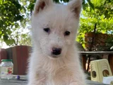 HUSKY SİBİRYA KURDU YAVRULARIMIZ MEVCUT