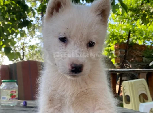 Husky Si̇bi̇rya Kurdu Yavrularimiz Mevcut