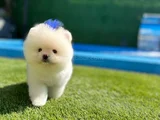 Pomeranian Boo Bebekleri̇mi̇z Hazir