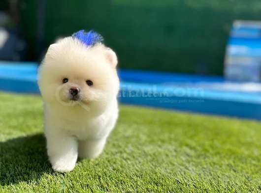 Pomeranian Boo Bebekleri̇mi̇z Hazir görsel