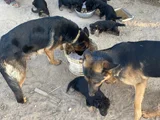 Alman Kurdu Yavruları