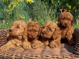 Toy Poodle Bebekleri̇mi̇z Hazir