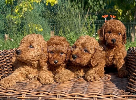 Toy Poodle Bebekleri̇mi̇z Hazir görsel