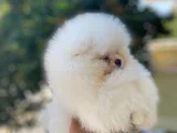 Pomeranian Boo Bebekleri̇mi̇z Hazir