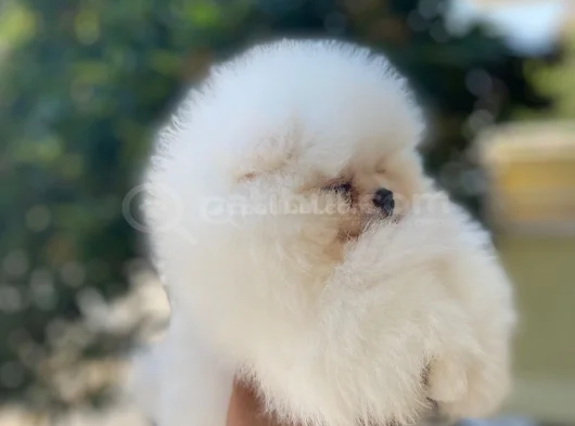 Pomeranian Boo Bebekleri̇mi̇z Hazir görsel