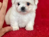Kar Beyaz Maltese Yavrularimiz