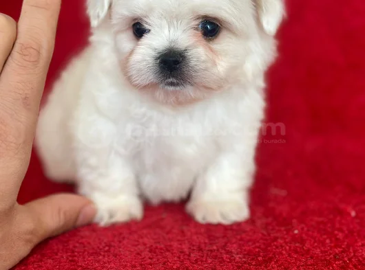 Kar Beyaz Maltese Yavrularimiz görsel