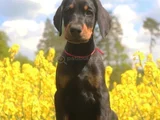 King Doberman En Özel Yavrular