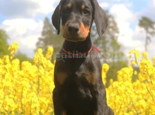King Doberman En Özel Yavrular görsel