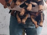 Koca Kafa Rottwei̇ler Yavrular
