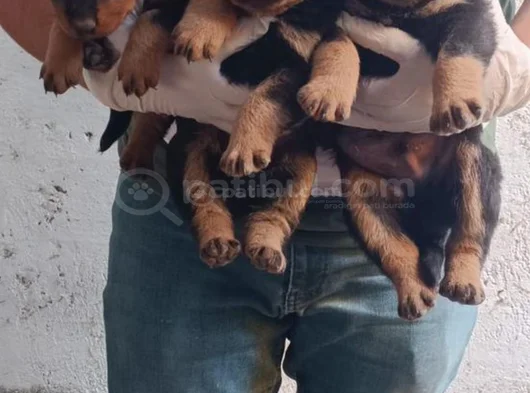 Koca Kafa Rottwei̇ler Yavrular görsel