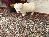 Tatlımı Tatlı Maltese Yavrusu