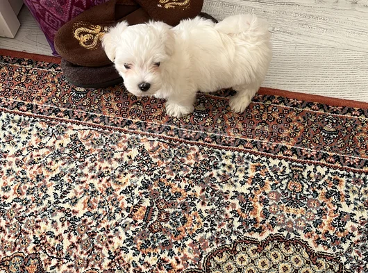 Tatlımı Tatlı Maltese Yavrusu görsel