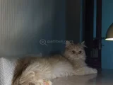 1 yaşında Kısırlastırılmış mAsum ve Akıllı