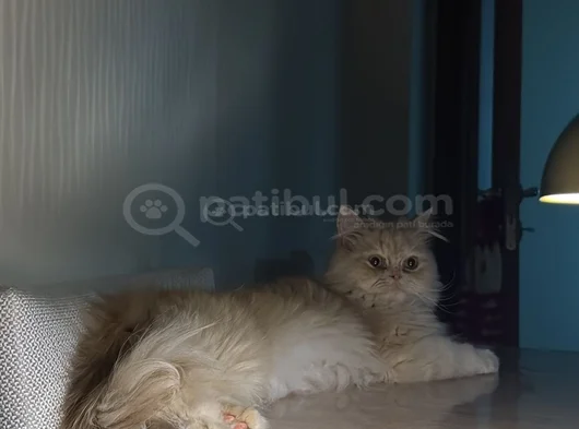 1 Yaşında Kısırlastırılmış Masum Ve Akıllı
