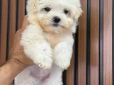 Kar Beyaz Maltese Yavrularimiz