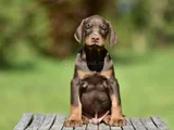 king doberman en özel yavrular