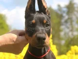 King Doberman En Özel Yavrular