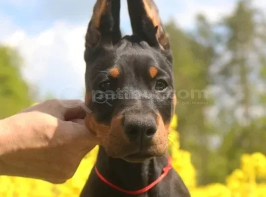 King Doberman En Özel Yavrular görsel