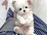 A kalite Maltese terrier yavrularımız