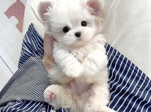 A Kalite Maltese Terrier Yavrularımız