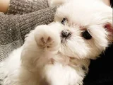 A Kalite Maltese Terrier Yavrularımız