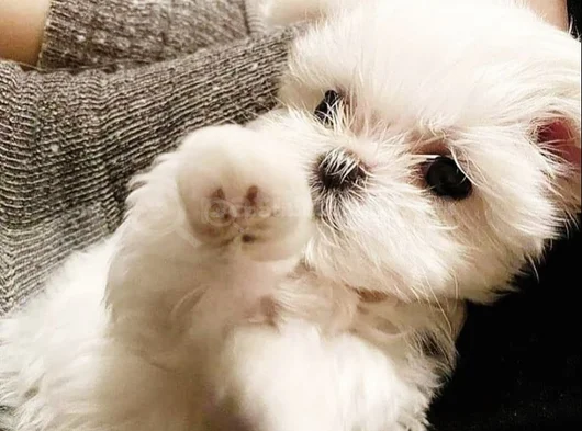 A Kalite Maltese Terrier Yavrularımız görsel