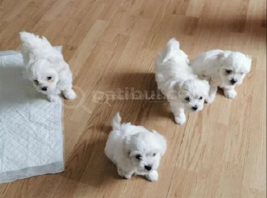 Teacup Maltese Terrier Bebekler